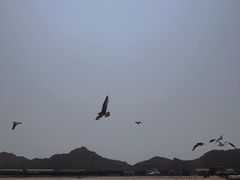 -海驴岛(荣成市)