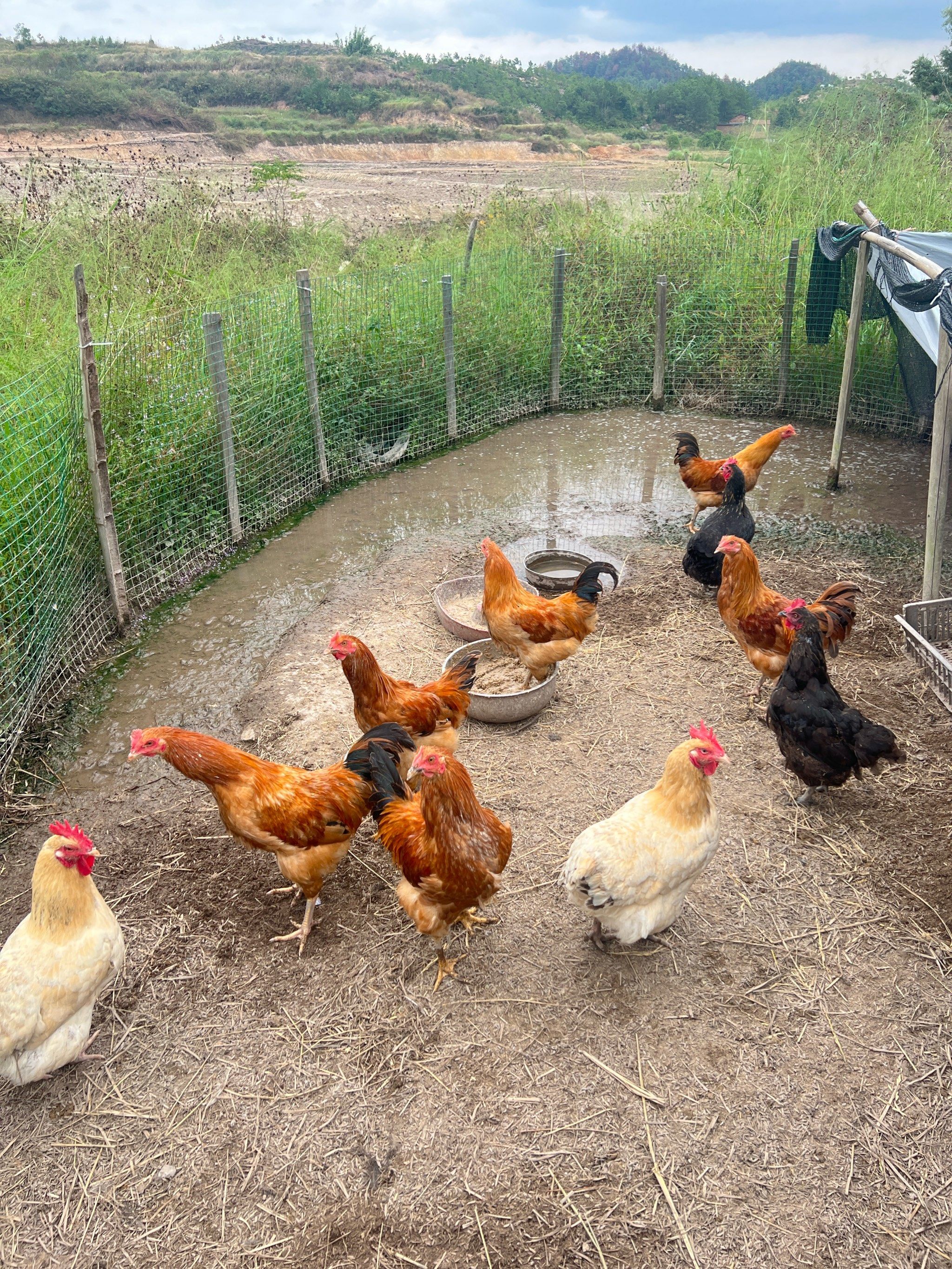 乡野鸡群嬉戏场