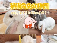 -猫猫幼稚园·撸猫·桌游·电玩