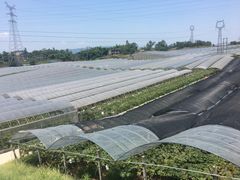 -向葡萄庄园
