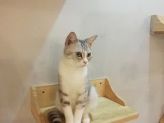 -万小咖.猫咖(中山路天虹店)