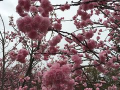 -天适樱花悠乐园