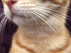 -艾贝尔宠物诊疗