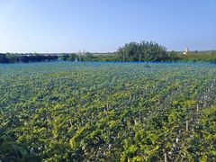 -白鹿原葡萄主题公园