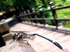 -祁门牯牛降观音堂风景区