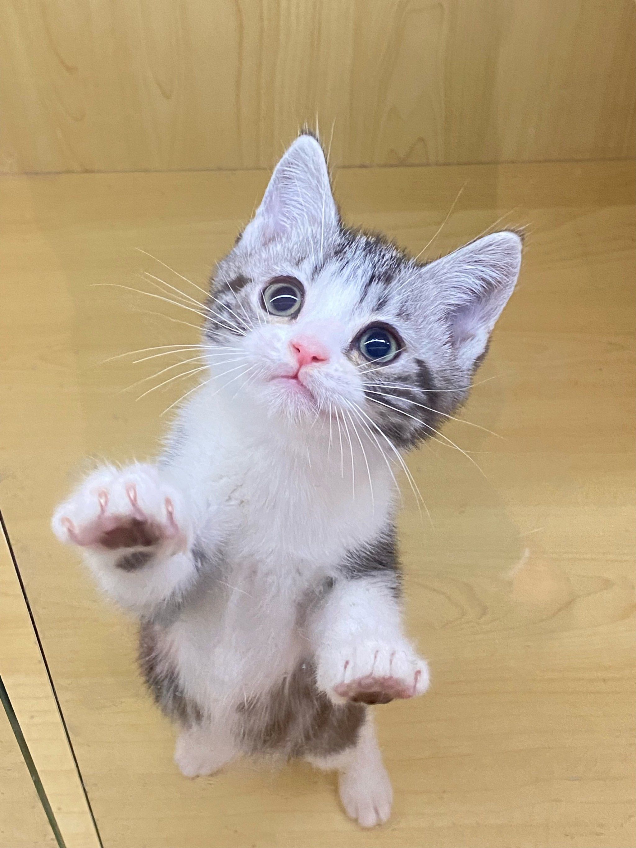 美短加白 | 把我可爱迷糊了