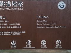 -都江堰中华大熊猫苑