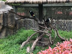 -上海野生动物园