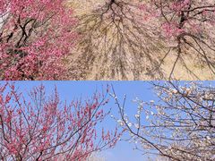 -花开海上生态园