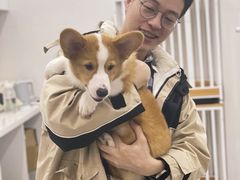 -1013 PET SHOP精品宠物商店(丁香店)