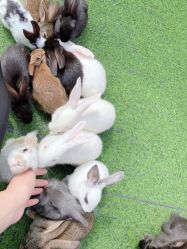 -萌宠亲子动物乐园(槐房万达店)