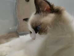 -babydoll猫舍·米努特·德文·缅因(久光中心店)