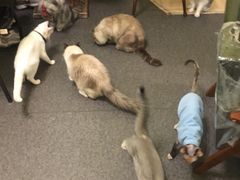 -猫色咖啡·猫咖