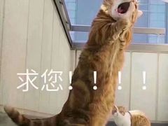 -大锅强·蒸海鲜青岛菜(吾悦广场店)