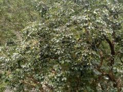 -岭上人家金屋瑶筐烤全羊(永嘉店)