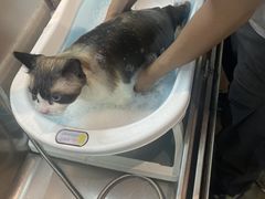 -PETKIT小佩宠物·低压洗护(国顺东路店)