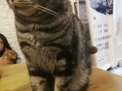 -平行世界·猫咖(首经贸店)