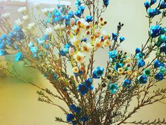 -双季花艺园艺市场(浦东店)