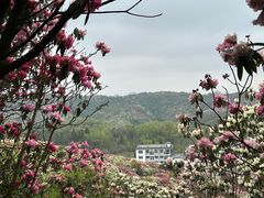 -贵州百里杜鹃风景名胜区