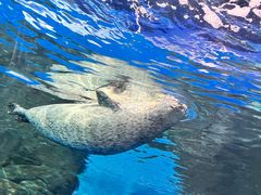 -上海海洋水族馆