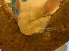 -龙猫仔乐园(惠福东路店)