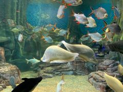 -上海海洋水族馆