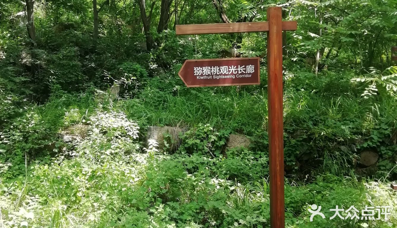 大岭沟猕猴桃谷