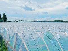 -马陆小张葡萄园农家乐