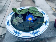 -龙华素斋(龙华路店)