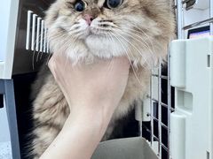 -萌新宠物医院