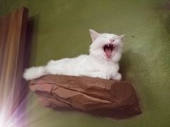 -猫猫幼稚园·撸猫·桌游·电玩