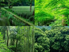 -杭州植物园