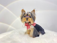 -comecome来吧宠物(奥克斯中心店)