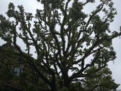 -徐家汇源景区-衡山公园