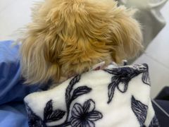 -达爱动物医院·犬猫分区·CT·复杂眼科(远洋山水分院)