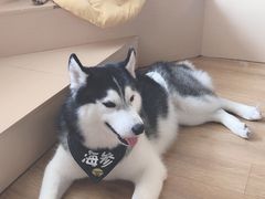 -Husky Go! 哈士奇体验馆·宠物咖啡厅狗咖