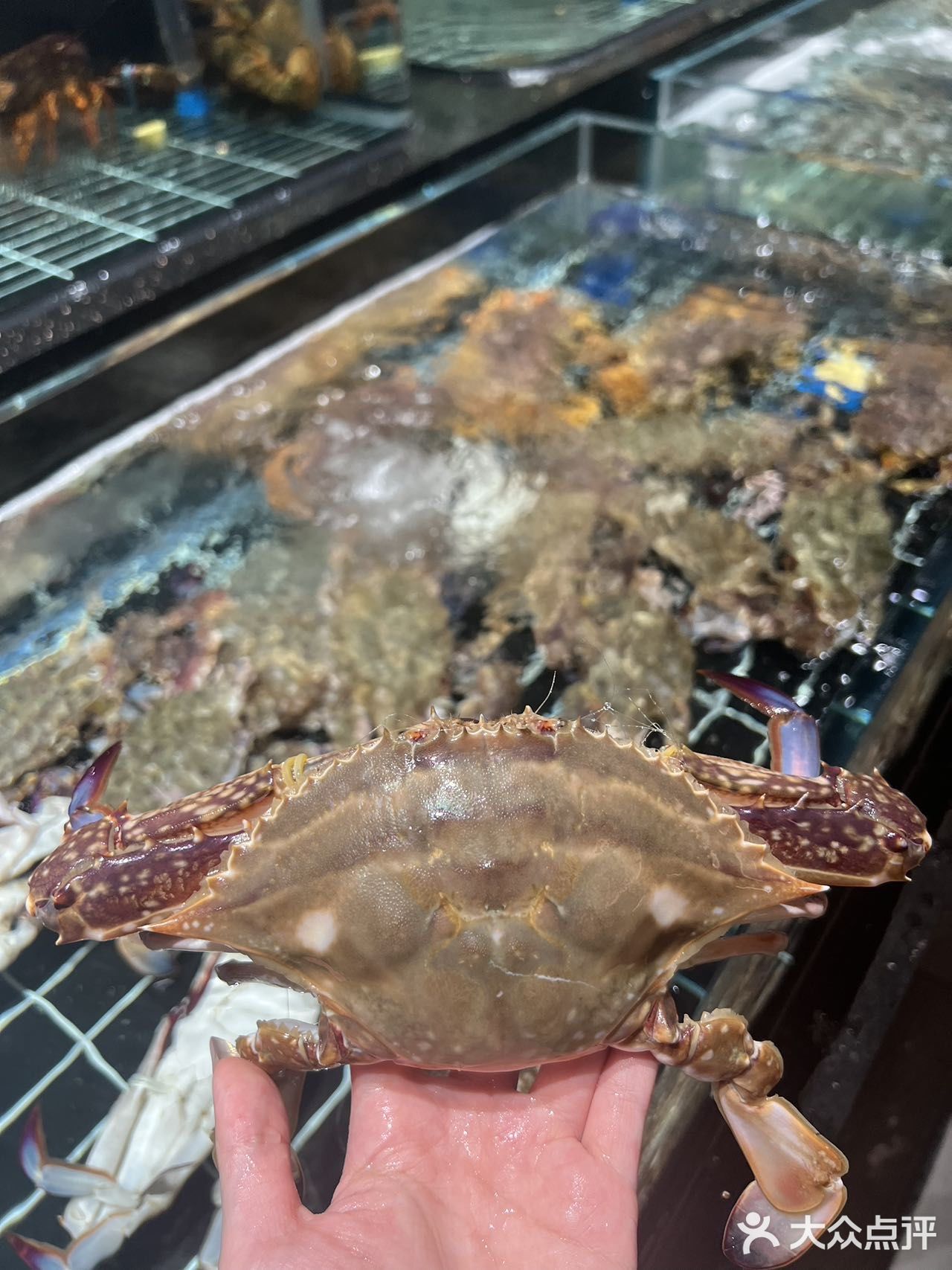 海鲜新鲜到在闪光✨