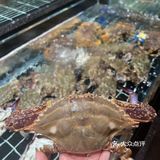 海鲜新鲜到在闪光✨