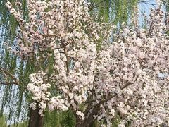 -海棠花溪(元大都城垣遗址公园)