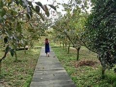 采摘脆甜柿子-武汉世外桃源农庄