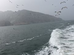景点-长岛万鸟岛