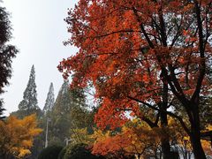-婺源第一楼(朱子大道店)