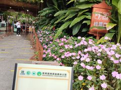 -西双版纳原始森林公园