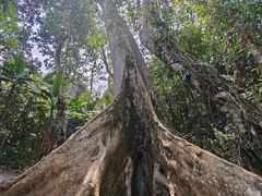 -中国科学院西双版纳热带植物园