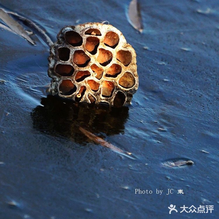 莲蓬