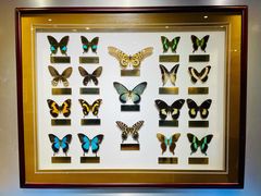 -上海昆虫博物馆