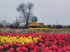 -荷兰花海
