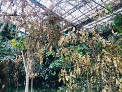 -呀路古热带植物园