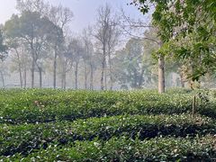 -野蔓果·山野菜(西湖景区·龙井茶田店)