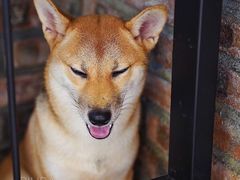 -柴犬高等学院·狗咖·柴犬售卖·宠物训练